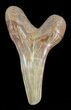 Hemipristis Shark Lower Tooth Fossil - Virginia #50051-1